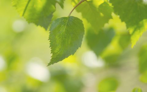 木育・自然あそび